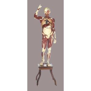 Deyrolle Anatomical Flayed Figure
