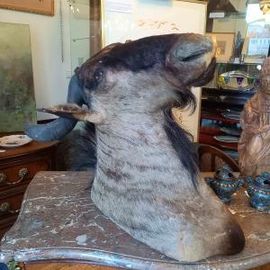 Wildebeest Head In Cape, Hunting Trophy, Taxidermy