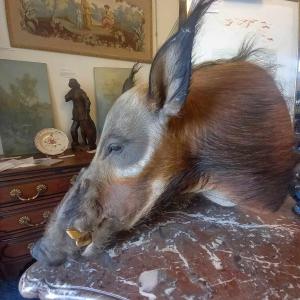 Red Bush Pig Head Naturalized In Cape