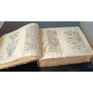 Matthias De l'Obel (1538-1616) Icones Stirpium Seu Plantarum ... Antwerp Plantin Moretus 1591