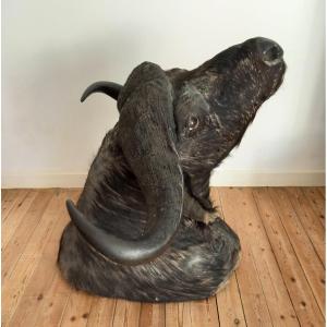 Naturalized Buffalo Head