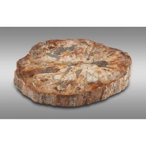 Cocktail Table With Fossil Tray Prehistoric Period