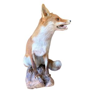Naturalized European Red Fox