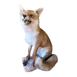 Stuffed European Red Fox Hunting Trophy