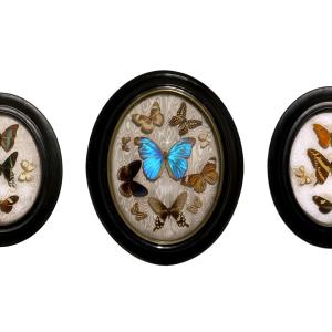 Set Of Antique Entomological Frames – Exotic And European Butterflies, Late 19th Century
