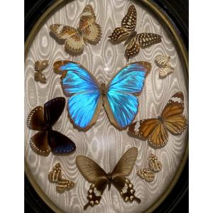 Set Of Antique Entomological Frames – Exotic And European Butterflies, Late 19th Century