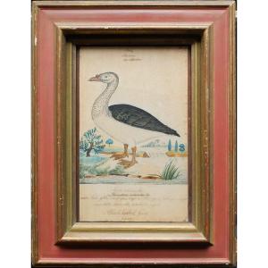 William Goodall Original Drawing Natural History Late 18th Early 19th Goose Blackbacked Goose
