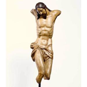 Torso Cristo ligneo policromo fine 500 Umbro-Toscano, alta classe