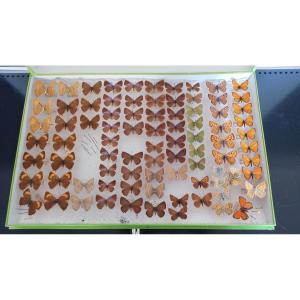 Old Entomology Box Butterflies Collection