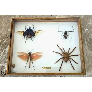 Old Entomology Box - Insects Of Guyana