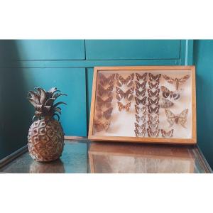 Antique Butterfly Entomology Box For Collectors