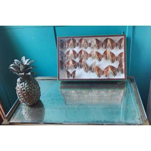 Antique Butterfly Entomology Box For Collectors
