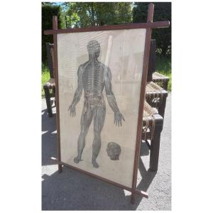 90cm Bourgery And Jacob Anatomy Neurology Lithograph Medicine Skeleton XIXth