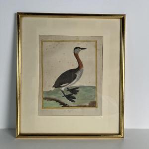 Color Engraving By Martinet, From Buffon's Natural History, France 18th Century