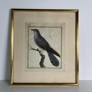 Color Engraving By Martinet, Buffon's Natural History, France 18th Century, Etching On Paper