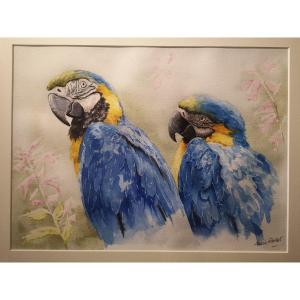 Pierre Mas Rossi, Aras Bleus, Aquarelle