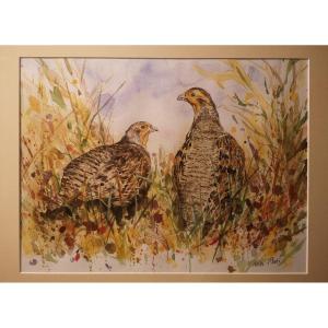 Pierre Mas Rossi, Perdrix de Daourie , Aquarelle