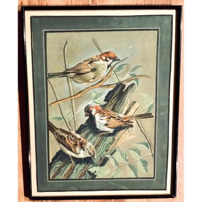 Watercolor, Gouache On