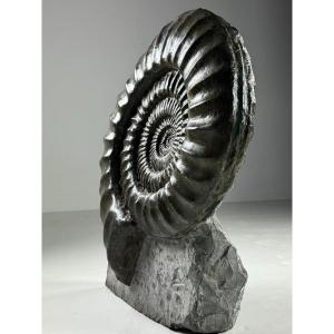 Ammonite Fossil
