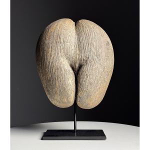 Coco De Mer On The Hoof
