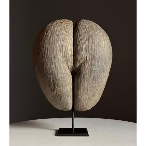 Sea Coconut On Base