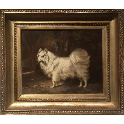 Spitz Wolf German - XIX - Unsigned