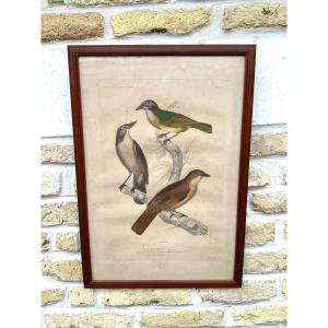 Bird Print Mid 19th Century Publisher Gide In Paris