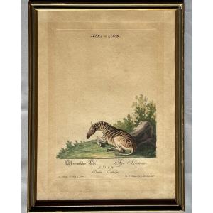 Engraving Johann Elias Ridinger < The African Donkey > 18th Century