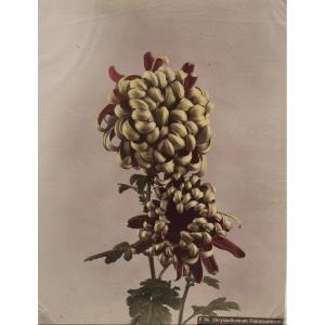 Kasumasa Ogawa, Albumen Photograph Of A Chrysanthemum Flower, Japan, 19th Century 