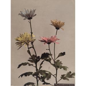 Kasumasa Ogawa, Albumen Photograph Of A Chrysanthemum, Japan, 19th Century