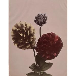 Kasumasa Ogawa, Albumen Photograph Of Dahlia Flowers, Japan, 19th Century