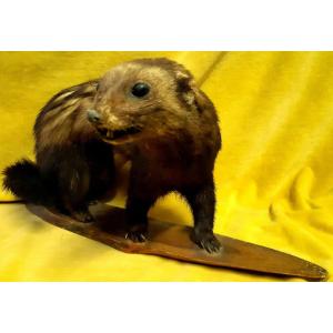 Weasel Weasel Taxidermy Cabinet Of Curiosity Science Decorative Collection