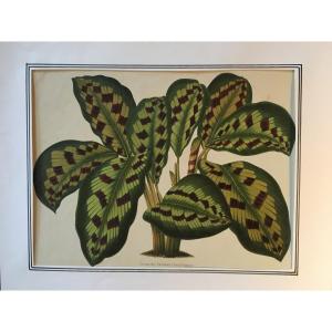 Chromolithograph Of Peter De Pannemaeker