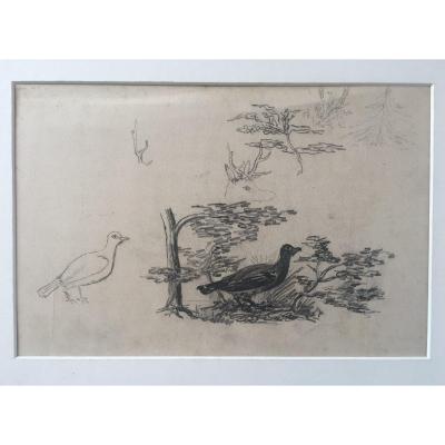 Drawing Executed By The Duke Philippe d'Orléans Study Of Bird .