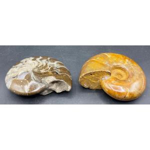 Two Snail Fossils Made From Hard Stones 