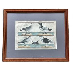 Ornithology - Benard - Enhanced 18th Century Engraving.