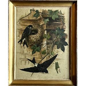 Swallow Brood - Signed J.hess