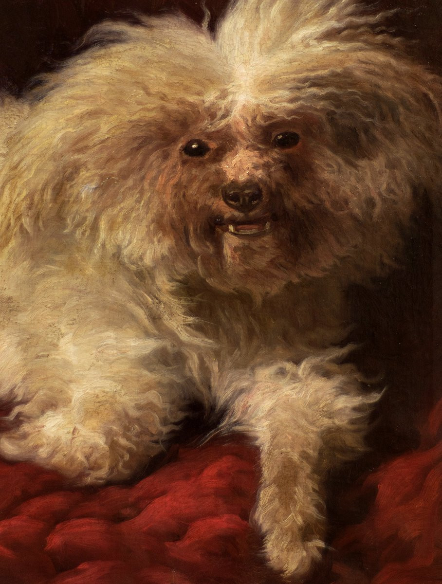 August Friedrich Albrecht Schenck (1821-1900). Rtratto di cane maltese.-photo-3