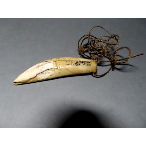 Warthog Tusk Pendant. Augustus Pitt Rivers 1893.