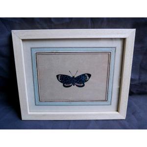 Butterfly Study, Drawing, Ink On Paper, 1900