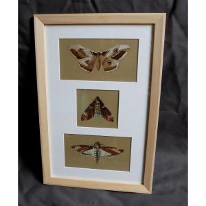 Butterflies Studies, Skull Sphinx, Great Night Peacock, Drawings, Triptych, 1900