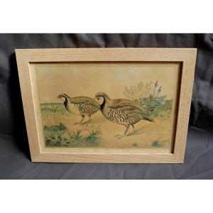 Couple Of Partridges, Ink On Paper, Drawing, Signed, 1900