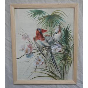 Study Of Birds, Parakeets, Cockatoos, Watercolor On Paper, 19th Century