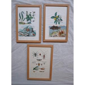 Natural History, 3 Watercolor Plates In Frame, 19th Century