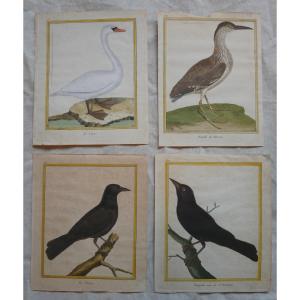 François-nicolas Martinet, Four Watercolor Ornithological Engravings, Brisson, 18th Century