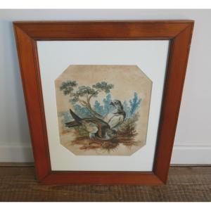 Study Of Birds, Pigeons, Watercolor On Paper, 18th Century