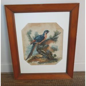  Study Of Birds, Parrots, Watercolor On Paper, 18th Century