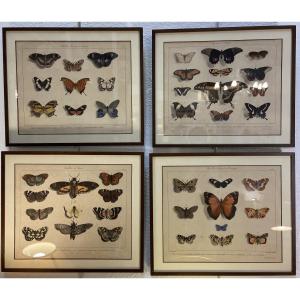 4 Engravings With Butterflies After François Levillain, 19th Century