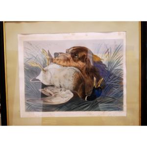 Pair Of Color Lithographs Of Hunting Dogs, Spaniel And Woodcock, By Albert Adam