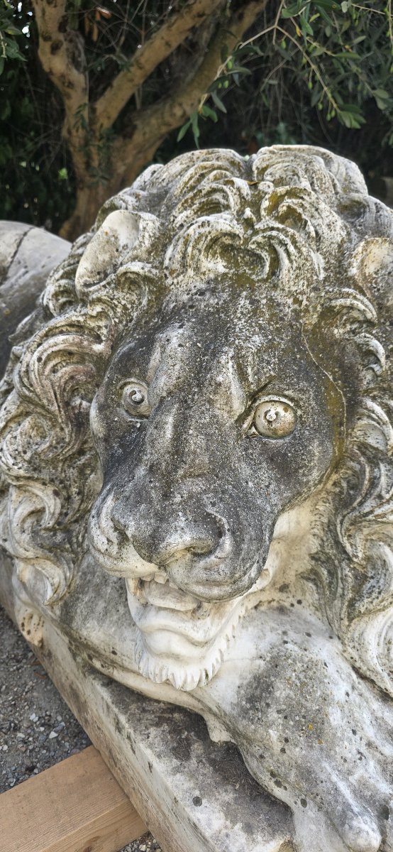 Maestosa Coppia Monumentale di Leoni in Marmo di Carrara-photo-2